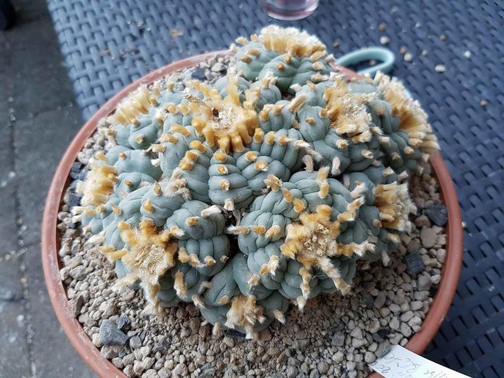 lophophora williamsii, Huizache, SLP.jpg