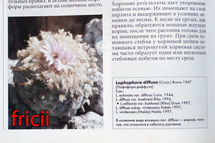 burenkov_lophophora_01.jpg