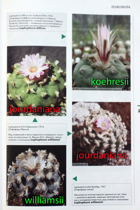 burenkov_lophophora_02.jpg