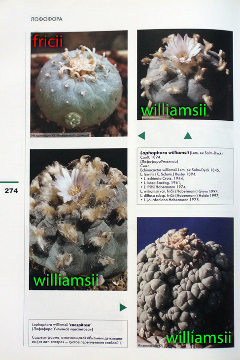 burenkov_lophophora_03.jpg