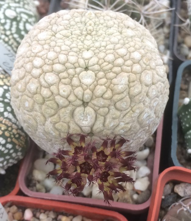 Pseudolithos eylensis