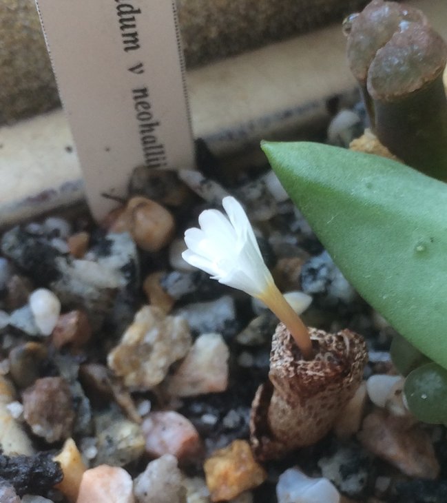Conophytum pellucidum v. neohallii