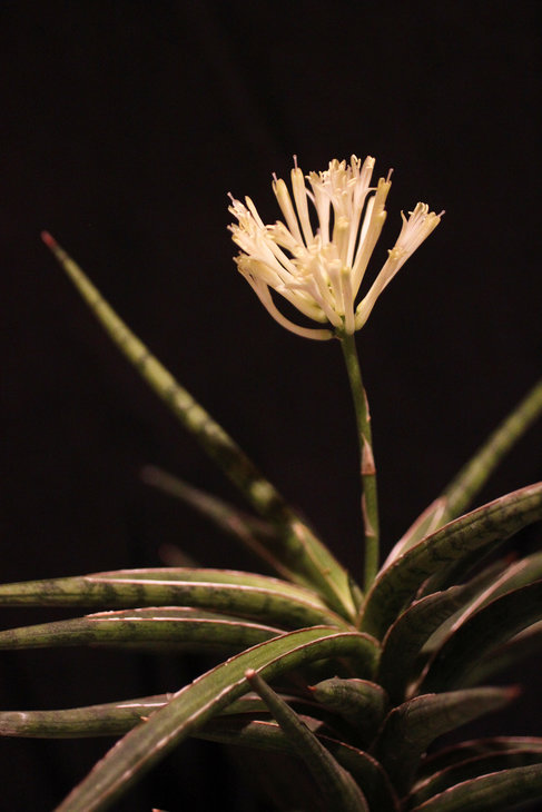 Sansevieria ballyi cv. Minnie