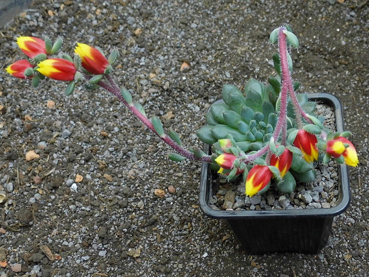 Echeveria setosa var.rundellii