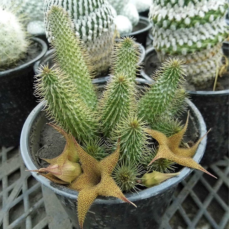 Huernia pilansii