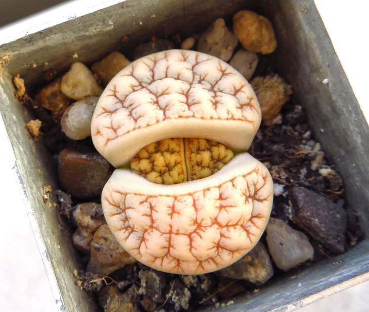 Gracilidelineata v. waldroniae С189