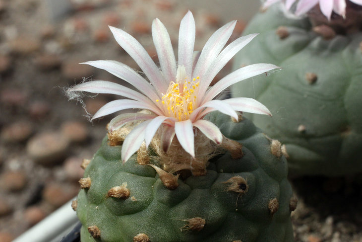 Lophophora koehresii