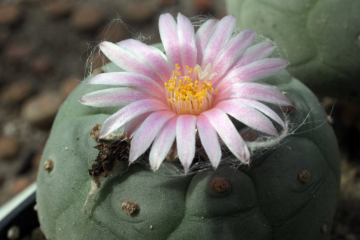 Lophophora fricii