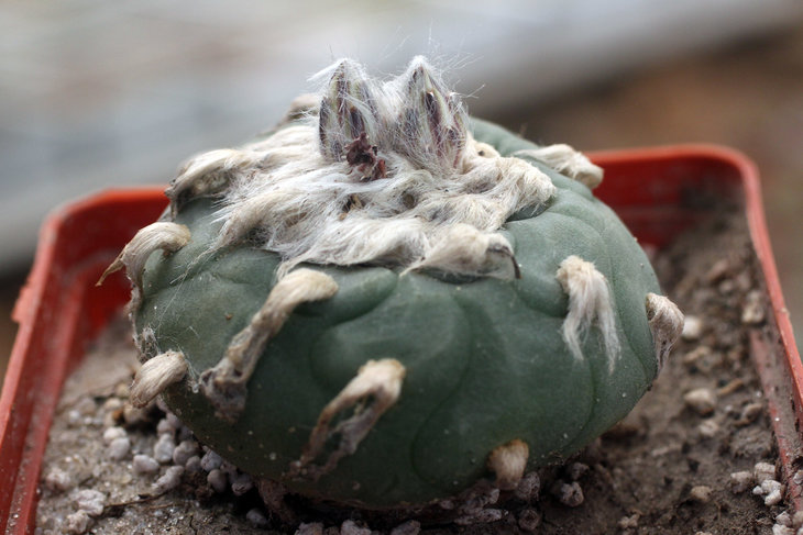 Lophophora koehresii