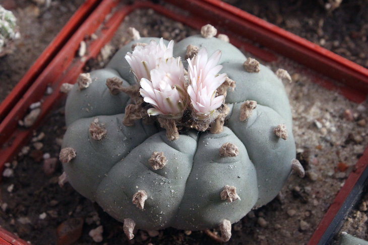 Lophophora williamsii