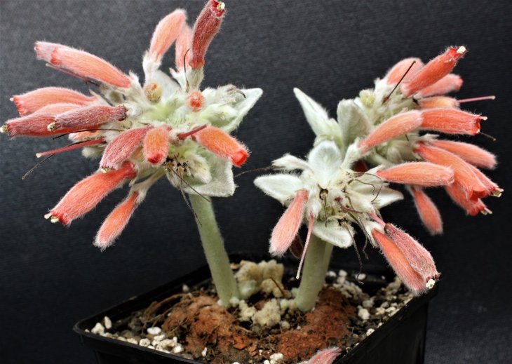 Sinningia leucotricha syn. canescens