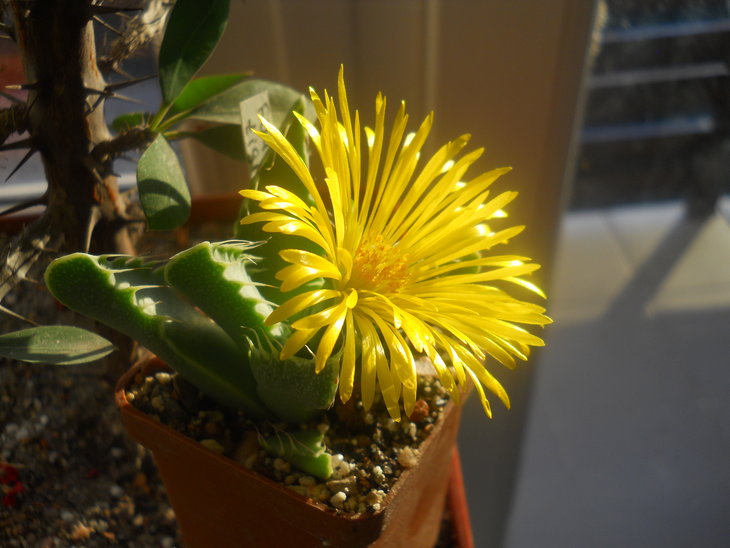 faucaria tigrina