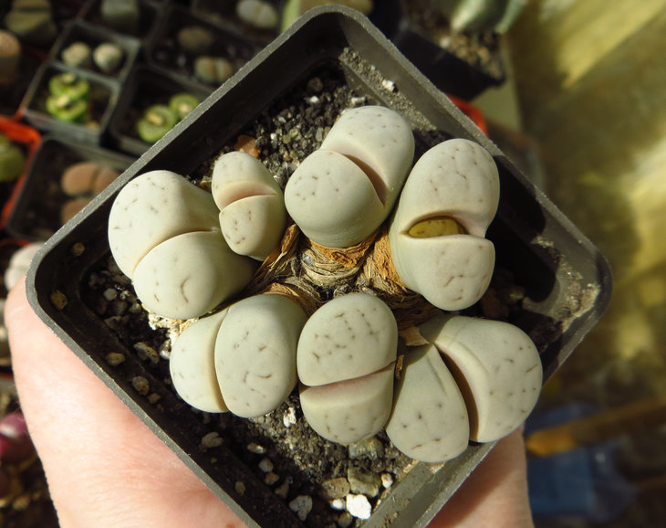 ruschiorum v. ruschiorum (syn. nelii) С102