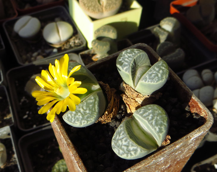 Lithops helmutii