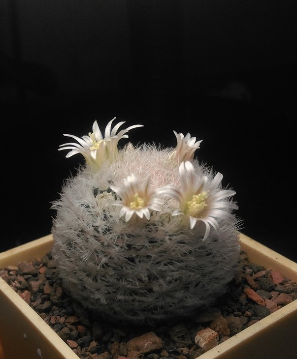Mammillaria lasiacantha SB 500.jpg