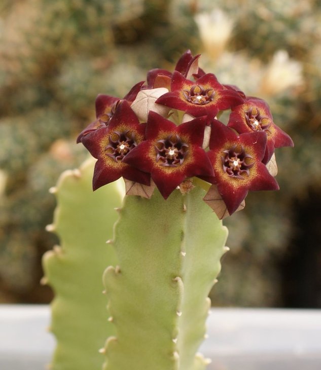 Desmidorchis retrospiciens