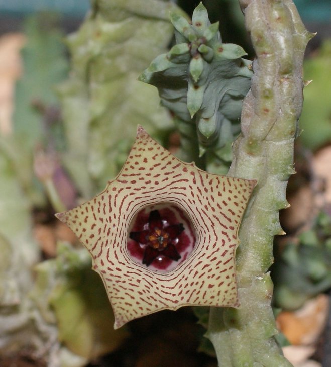 Huernia sp pp 1603