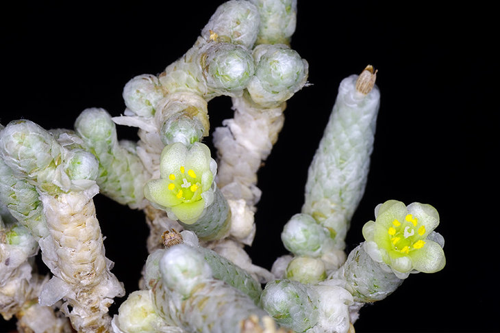 Avonia recurvata ssp. buderiana