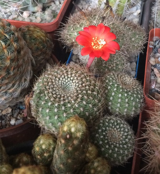 Rebutia krainziana