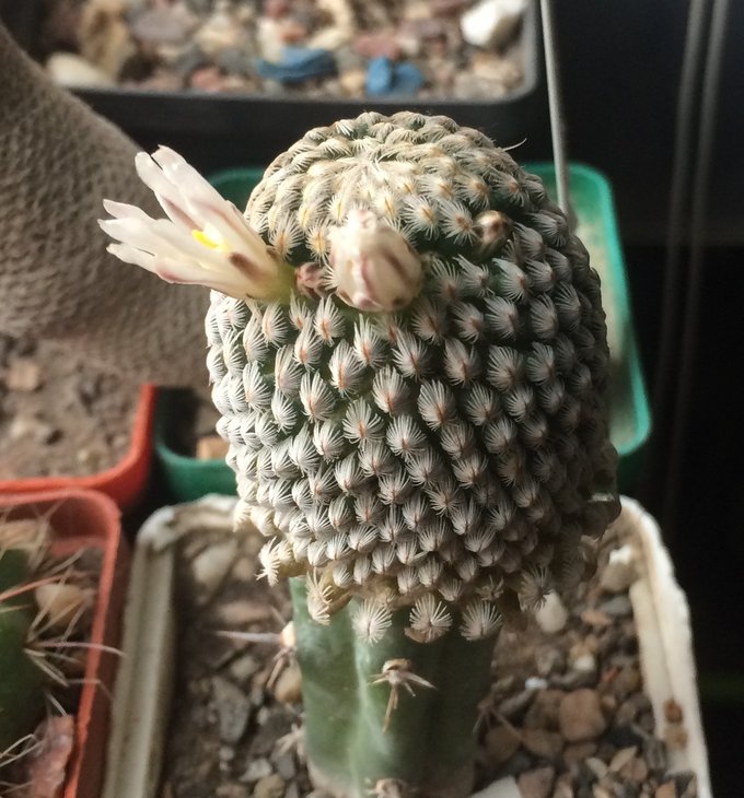 Mammillaria sanchez-mejoradae