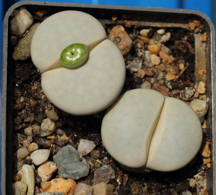 pseudotruncatella ssp. groendrayensis С244
