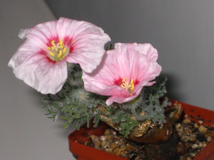 Sarcocaulon multifidum​