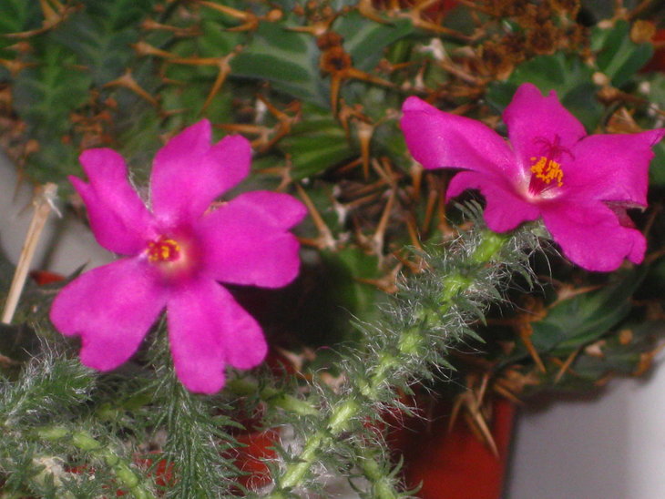 Portulaca eruca