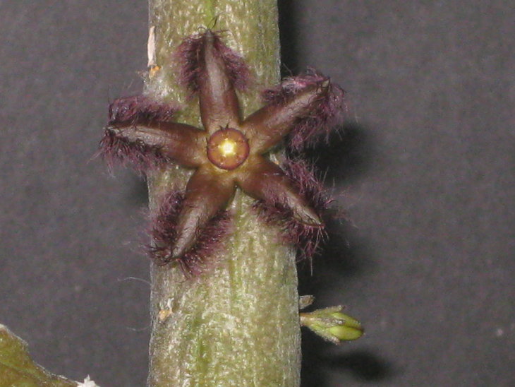 .Rhytidocaulon ciliatum,