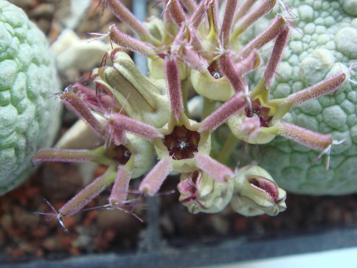 Pseudolithos cubiformis