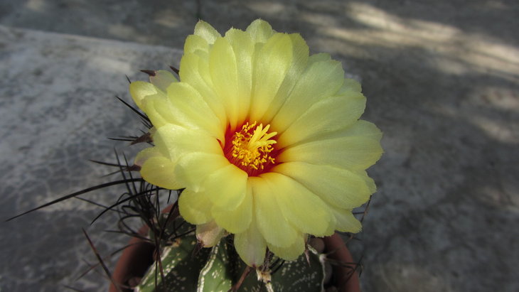 Astrophytum capricorne