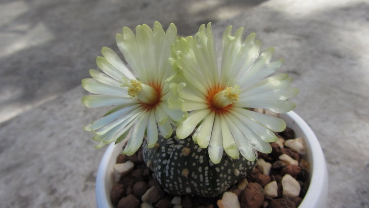 Astrophytum super kabuto
