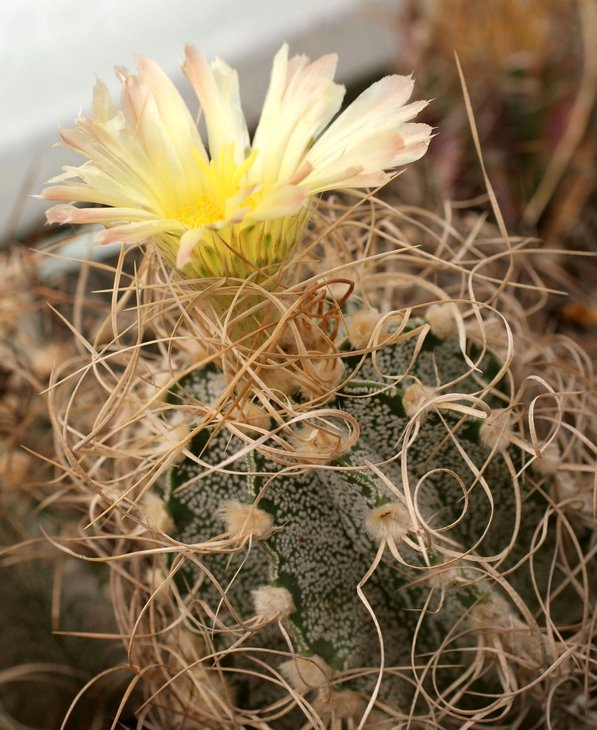 Astrophytum capricorne cv. crassispinoides
