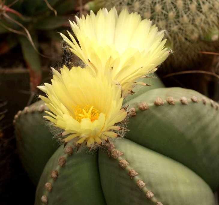 Astrophytum myriostigma v. nudum
