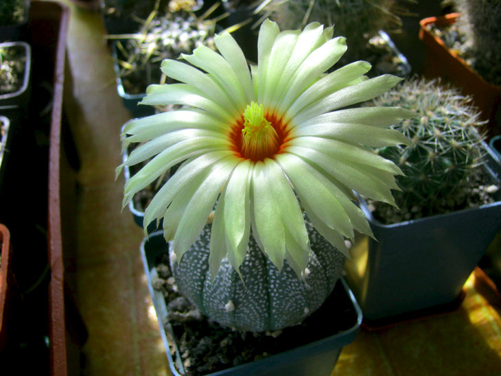 Astrophytum crasispinoides x sup. cabuto x coahuilense