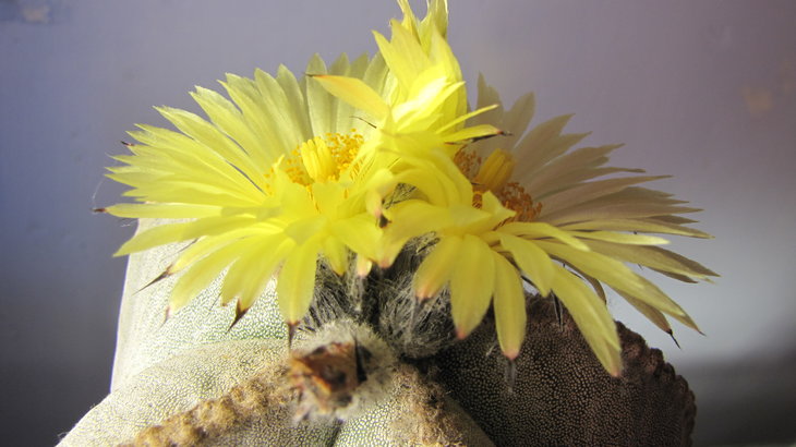 Astrophytum myriostygma v strongylogonum