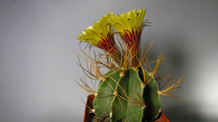 Astrophytum senile v aureum