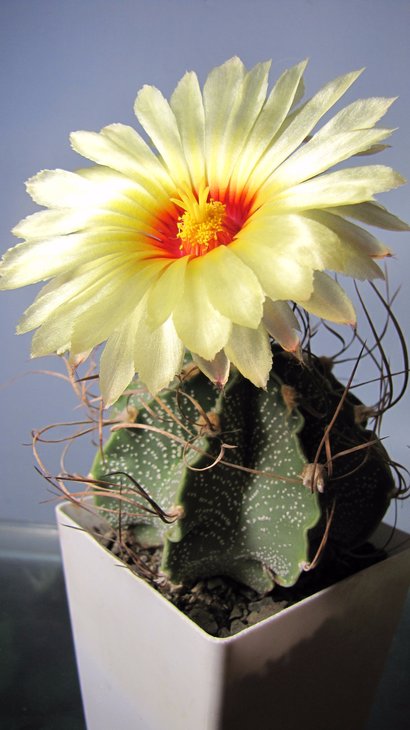 Astrophytum senile