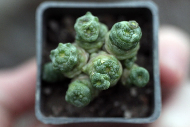 Корнесобственная Mammillaria bocasana cv.Fred
