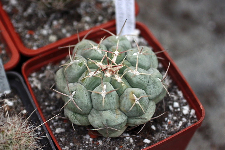 Глядя на это растение, становится понятно, почему оно называется Thelocactus hexaedrophorus (hexaedrophorus - лат. &quot;с шестиугольными туберкулами&quot;)