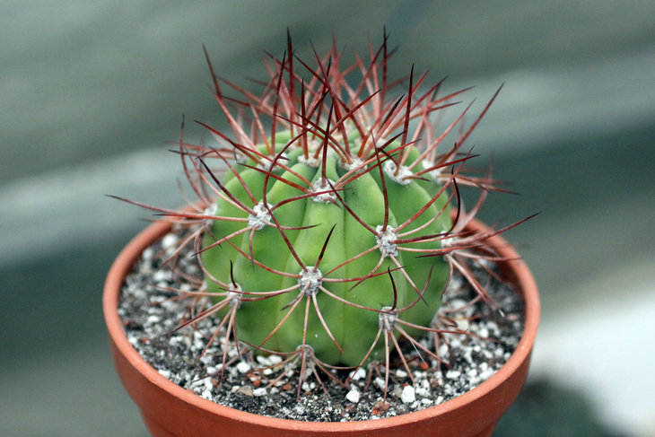 Denmoza rhodacantha