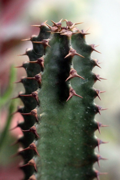 Идеально симметричная Euphorbia canariensis решила выпустить пятое ребро