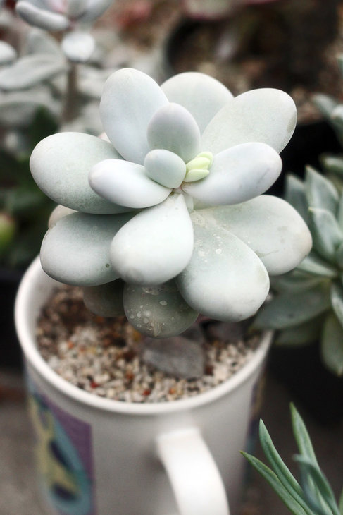 Pachyphytum oviferum в чашке готовится цвести