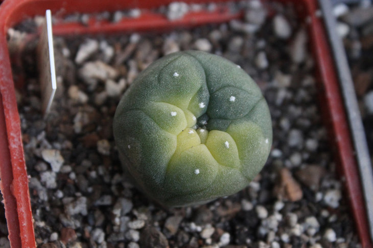 Lophophora fricii f. variegata до того, как потянулась на зимовке