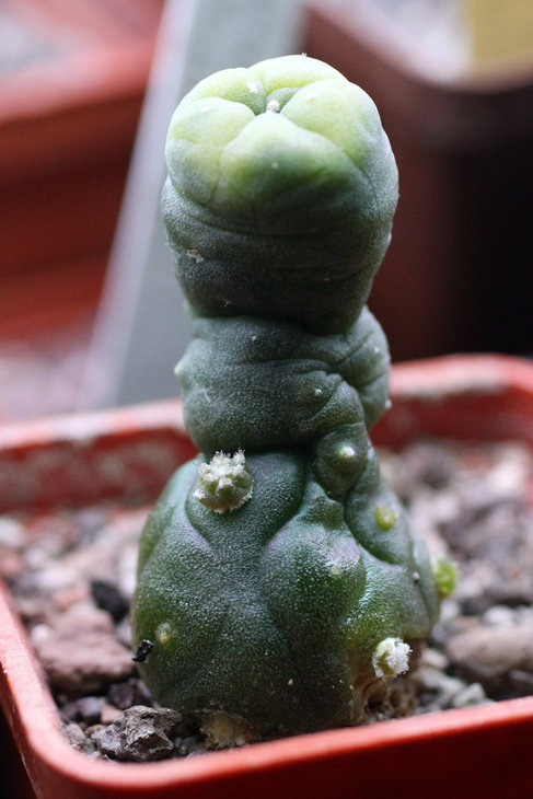 Потянутая на зимовке Lophophora fricii f. variegata, обаботанная цитокининовой мазью. Видны появившиеся детки.