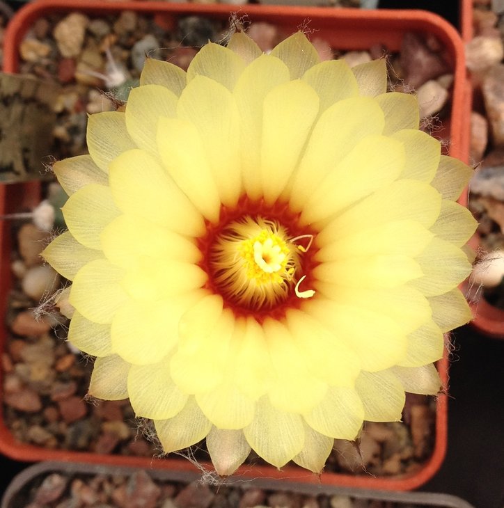 Astrophytum asterias hybrid