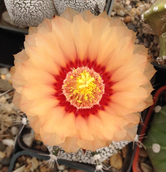 Astrophytum crassispinum x Astrophytum asterias super kabuto (CRSK)