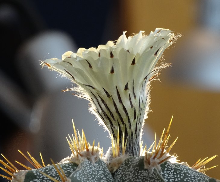 Astrophytum