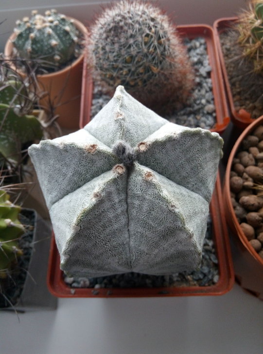 Astrophytum coahuilense