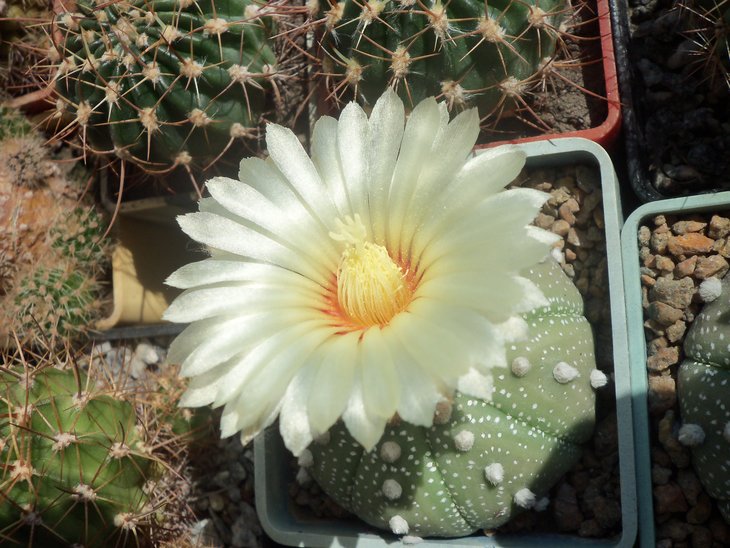 Astrophytum asterias