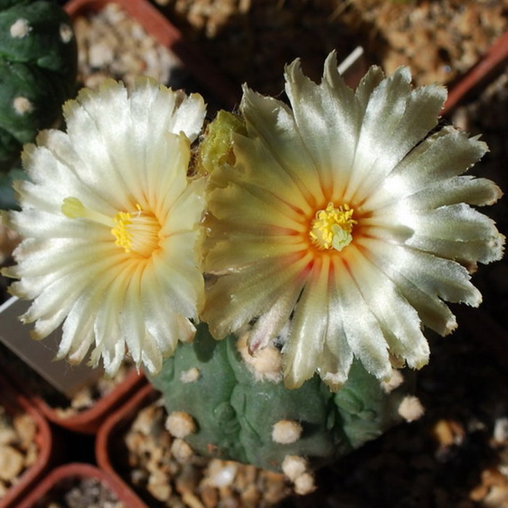 Astrophytum asterias cv. Turtle